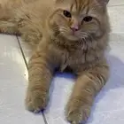 لقيت بسة ضايعه