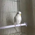 ذكور بادجي البينو للبيع.
