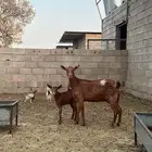 معزا جنوبيات