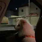 كلب بوميرينيان Pomeranian بيور