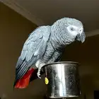 كاسكو اليف ومتكلم مليان كلام