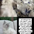 قطه هيمالايا كيتن عمرها 3 شهور ونص سليمه ولاتعاني من شي