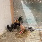 دجاج بلدي