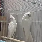 زوج كروان البينو