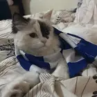 قطة شيرازي هملايا