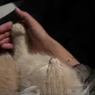 قط شيرازي