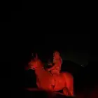 السلام عليكم احتاج بيطار مقلم حوافر حصان ف المدينه المنوره