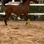 مهره واهو جمال للبيع