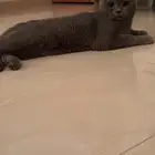 قط سكوتش ستريت للبيع