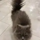 قطط تبني. مطعمة معه كرت التطعيمات