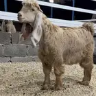 جفر عارضي اصفر خصم