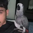 فرخ كاسكو اليف