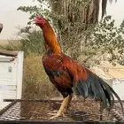 ديك سندي