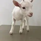 ماعز قزمي
