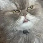 قطه ضائعة حي احد