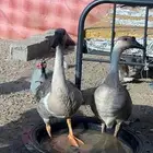 وز عراقى كوبرا