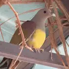 مطلوب فروخ رهطي حمام فاكهه