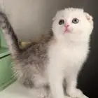 سكوتش فولد ستريت شورت هير كيتن قطه بسه شيرازي هملايا راغدول