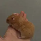 همسترات اليفه