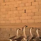 وز عراقي