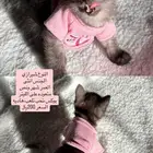 قطط شيرازي