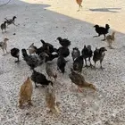 صيصان فيومي وبلدي