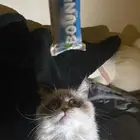 تبني