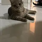 قط سكوتش ستريت للبيع