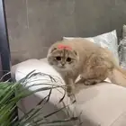سكوتش فولد