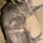 قطط للبيع أليفين جدا النوع سيامي ميكس
