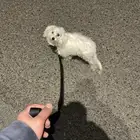 كلب مالتيز للبيع