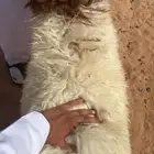 طليان