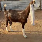 للبيع عنز حجازيه خصمم
