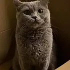 قطة للتبني