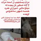 مفقود الطايف سيمبا