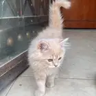قطط