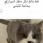 قط ذكر للتبني