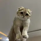 سكوتش فولد بيور للبيع