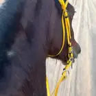 لجام اصفر مع صدريه