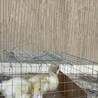 حيوانات