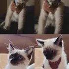 قطط للبيع