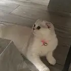 للبيع قطه أنثى سكوتش فولد