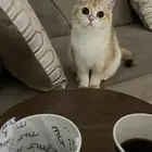 سكوتش ستريت للبيع