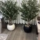 شجر الزيتون