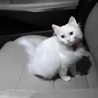 قط شيرازي مع اغراضه واكله ولتر بوكس للبيع