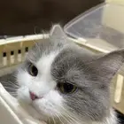 قطه تبني عمر سنه