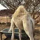 حشوان للبيع