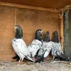 زوج تيدي كلسرا بعياله