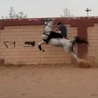 عقاب السويكت ولد سهم الشقب حفيد عديد الشقب مصري بيور