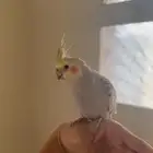 طير كروان للبيع